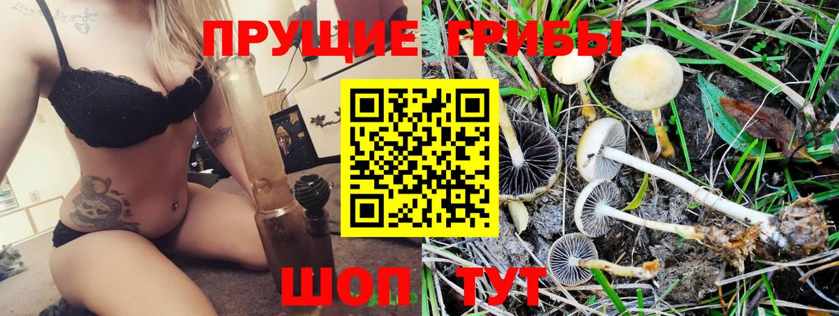 Псилоцибиновые грибы Psilocybe Еманжелинск